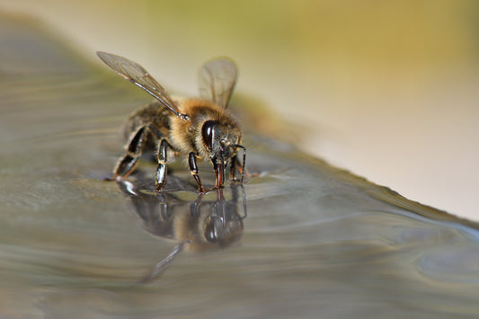 Pourquoi choisir les abeilles ?