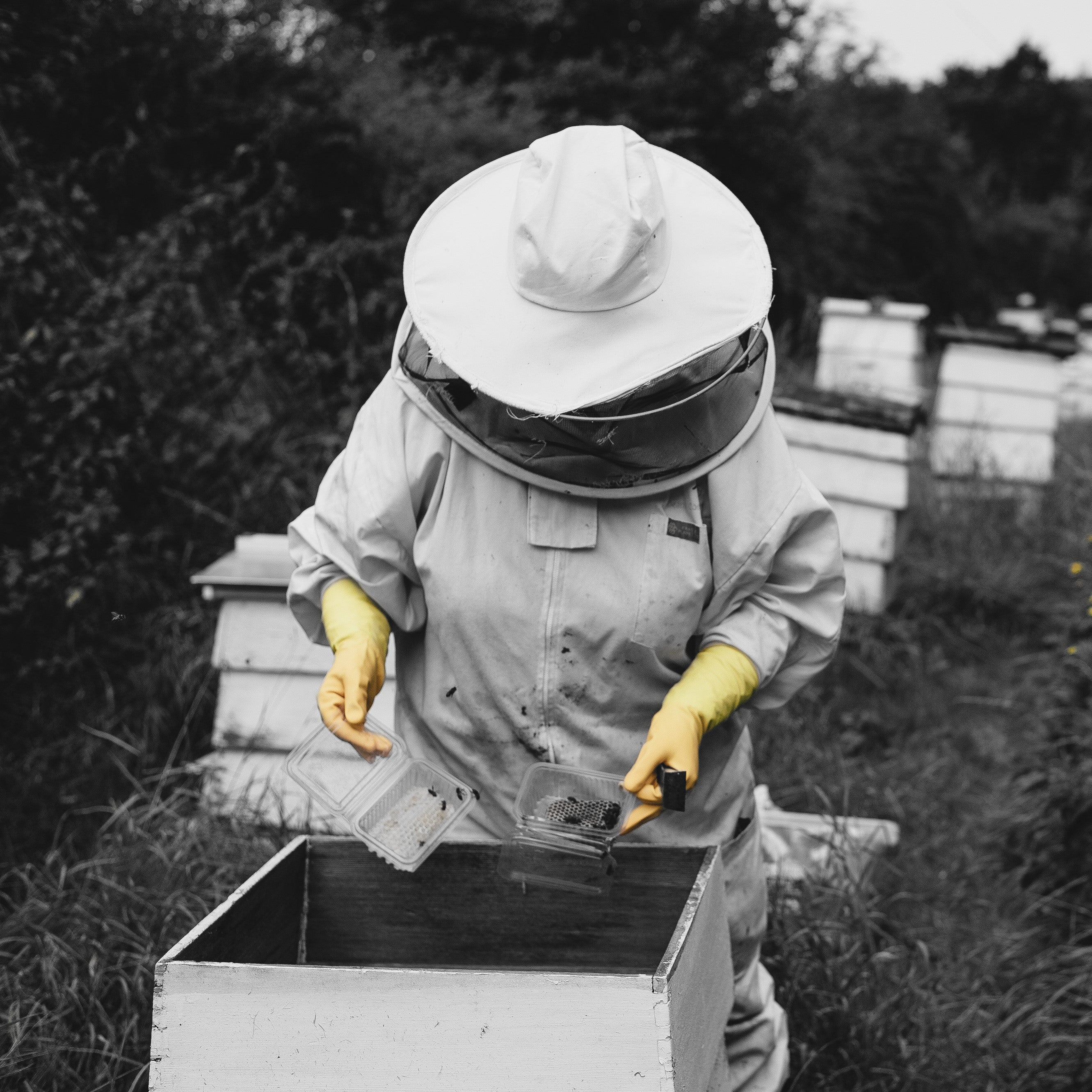 Apiculture