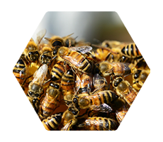 Les abeilles